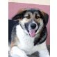 Benny, Bernersennenhund-Bernhardiner - Rüde
