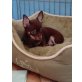 Benny, Chihuahua kurzhaariger Schlag Welpen - Rüde