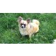 Benny, Chihuahua langhaariger Schlag - Rüde