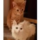 Benny & Cleo, Pflegestelle in Plankstadt - Kater