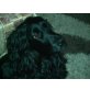 Benny, Englischer Cockerspaniel - Rüde