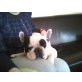 Benny, Französische Bulldogge - Rüde