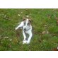 Benny, Glatthaar-Foxterrier - Rüde