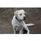 Benny, Labrador Retriever - Rüde