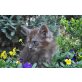 Benny, Maine Coon - Kater