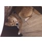 Benny, Shiba Inu Welpen - Rüde