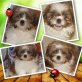 Benny, Shih Tzu Welpen - Rüde