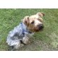 Benny, Yorkshire Terrier - Rüde