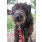 Benny, freundlicher Wuschelbär sucht Familie - Rüde