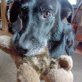 Benny ist auf der Suche nach seinem Zuhause, Mischling - Rüde