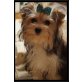 Benny of Dartmoore Castle, Biewer Yorkshire Terrier a la pon pom Welpen - Rüde