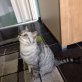 Benschy, Britisch Kurzhaarkatze - Kater