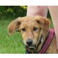 Benson, Australian Shepherd - Podenco Mix Welpen - Rüde