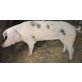 Bentheimer Landschwein - männlich