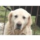 Beny, Golden Retriever - Rüde