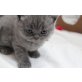 Beppo Bonaventura vom Wiednertraum, Britisch Kurzhaarkatze - Kater