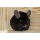 Beppo und Zippo, Langschwanzchinchilla - männlich