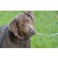 Beppo, wunderschöner Labrador Mischling - Rüde