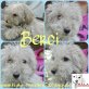 Berci, Puli-Mix Welpen - Hündin