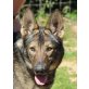 Berenice, Schäferhund (Mix??) - Hündin