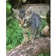 Bergkatze 1, Bergkatze - Kater