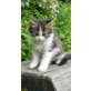 Bergkatze 1, Bergkatze - Katze