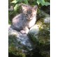 Bergkatze 1, Bergkatze - Katze