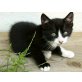 Bergkatze 2, Bergkatze - Kater
