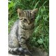 Bergkatze 2, Bergkatze - Kater