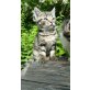 Bergkatze 2, Bergkatze - Katze