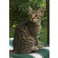 Bergkatze 3, Bergkatze 3 - Katze