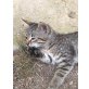 Bergkatze 3, Bergkatze - Kater