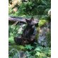 Bergkatze 3, Bergkatze - Katze