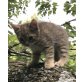 Bergkatze 4 Baby, Bergkatze - Katze