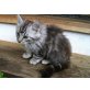 Bergkatze, Bergkatze - Kater