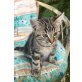 Bergkatze, Bergkatze - Kater
