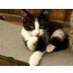 Bergkatze, Bergkatze - Katze