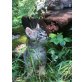 Bergkatze, Bergkatze - Katze