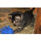 Bergkatze3, Bergkatze - Kater