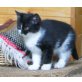 Bergkatze3, Bergkatze - Katze