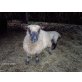 Bergschaf und Shropshire - weiblich