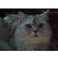 Berle, Perser und hauskarter - Kater