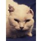 Berlina, NOTFALL (FIV positiv) sucht Zuhause - Katze