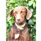 Bernadette, Jagdhund-Mix - Hündin
