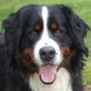 Bernd, Berner Sennenhund - Rüde