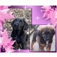 Berner Senn Mix - Labrador Mix Welpen - Rüde