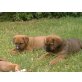 Berner-Sennen/American Bulldogge Welpen - Rüde