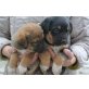Berner Sennen - Golden Retriever - Schäfer  Welpen - Rüde