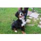 Berner Sennen Hündin reinrassig, Berner Sennenhund Welpen - Hündin