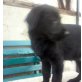 Berner-Sennen, Riesenschauzer, Labrador Welpen - Rüde